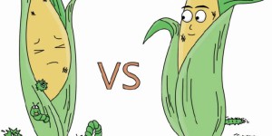 抗虫作物所生产的食品更健康，什么是抗虫作物所