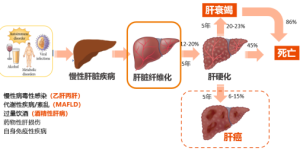 FibroScan ® 全球独有核心专利技术，聚焦肝脏疾病诊断